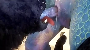 Wolf coupled with lizard shot sex mess about - wildlife